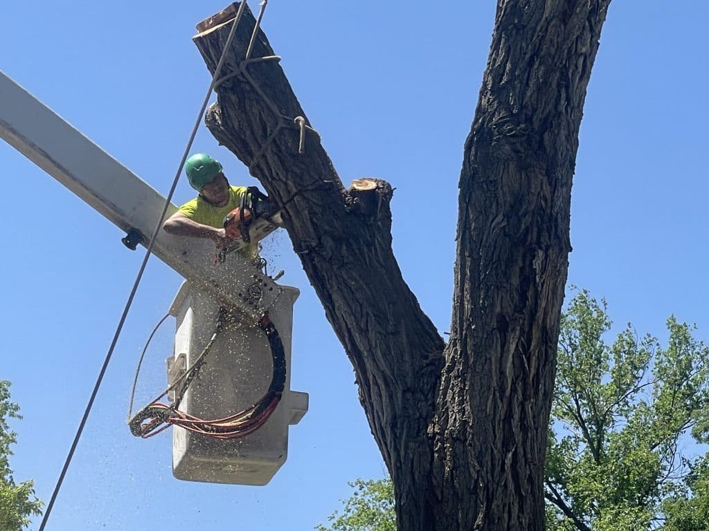 Slc Tree Protection Tree Removal Service | Expert Arborists | SLC,UT