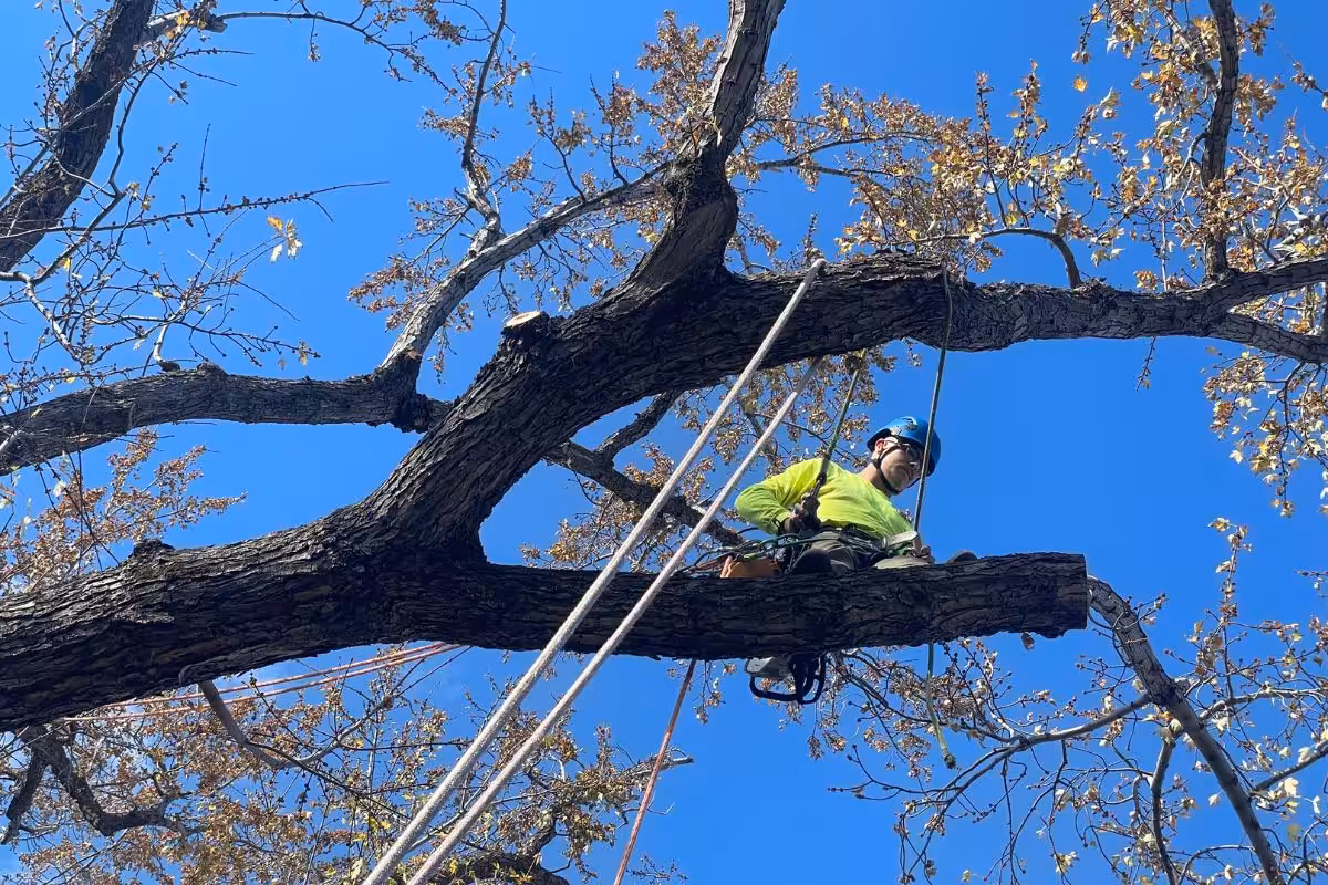 Tree Services Near Me