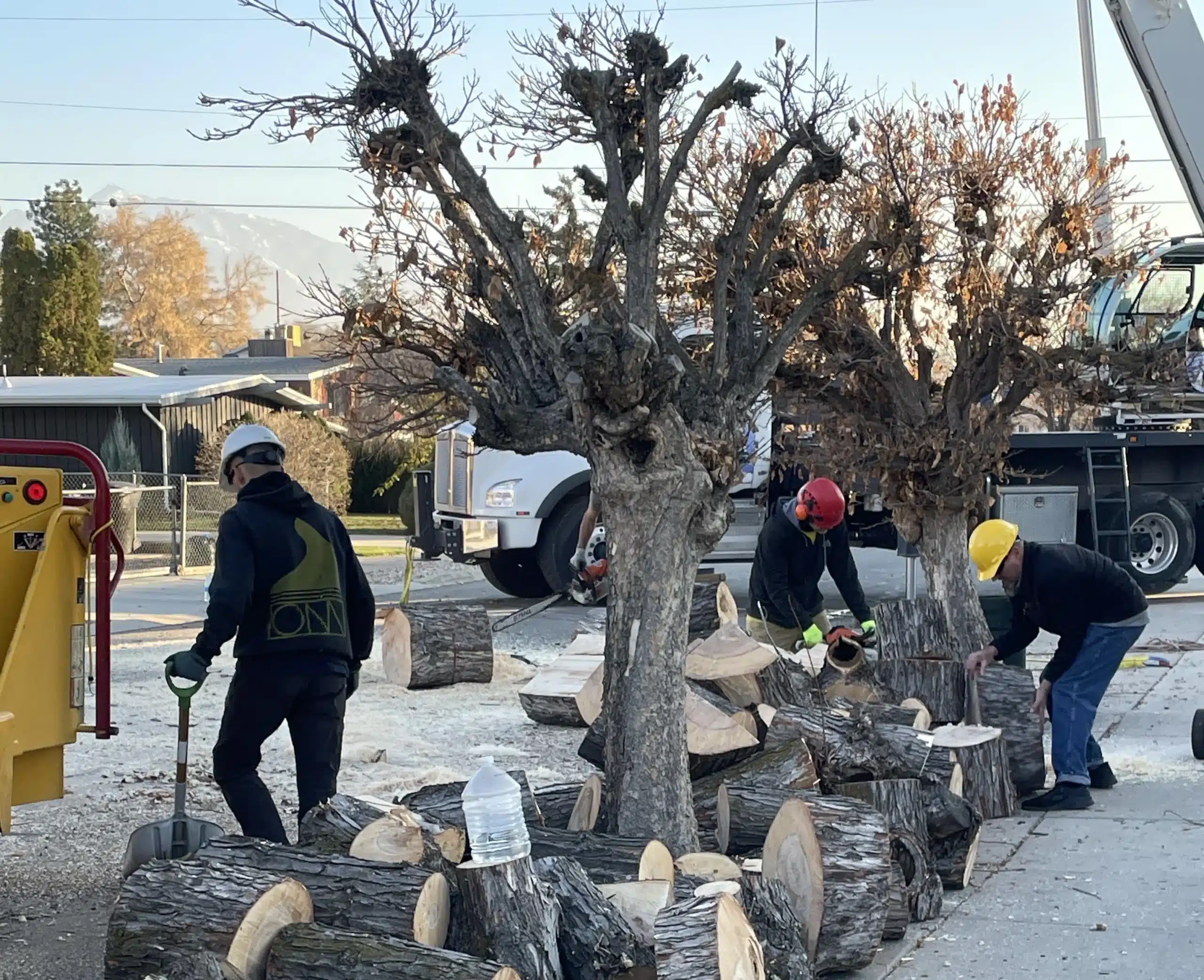 Professional Tree Removal Salt Lake City, Utah