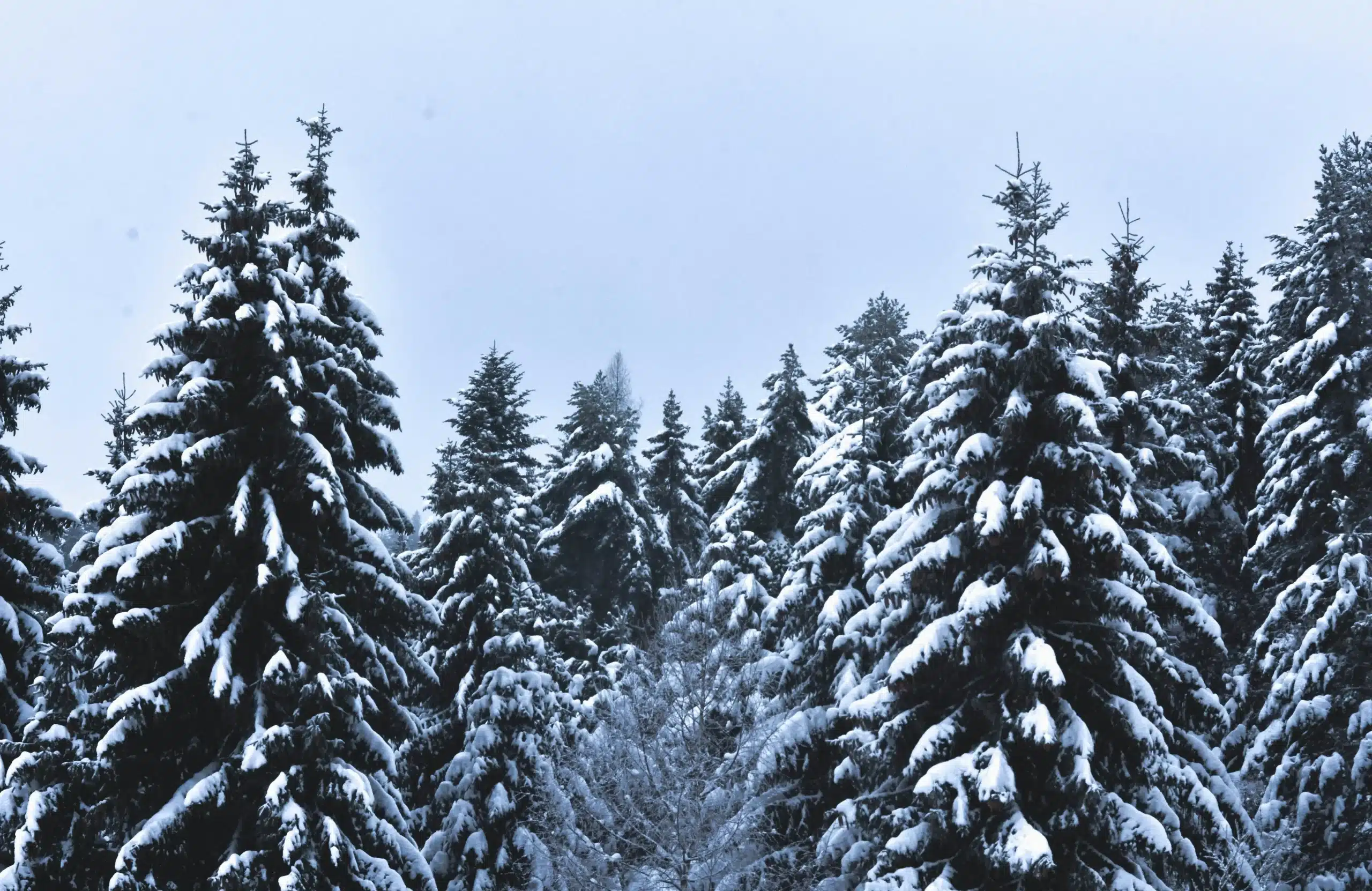 How to protect trees in the winter in Utah